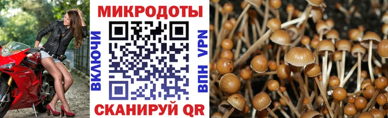 блэк спрут ссылки Свободный Псилоцибиновые грибы MAGIC MUSHROOMS